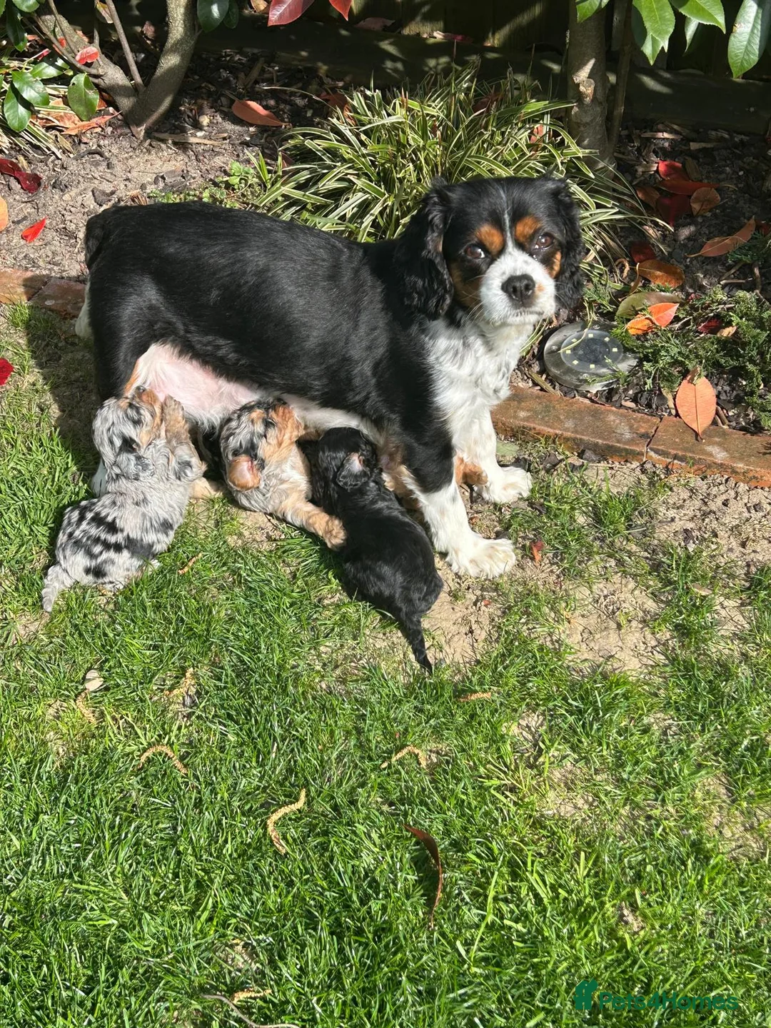 Cavapoo dogs for sale: Cavapoo puppies  - Advert 1