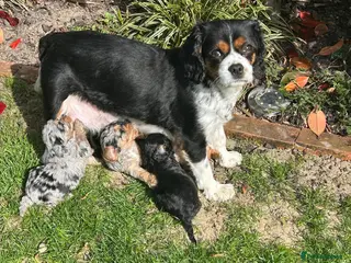 Cavapoo dogs Cavapoo puppies - Advert 1