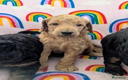 Miniature Poodle dogs for sale: Stunning Red & Phantom Poodles - Image 37