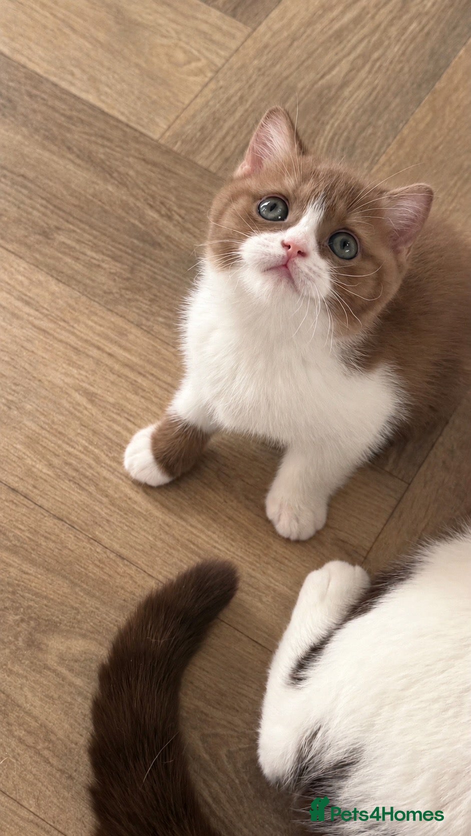 British Shorthair cats GCCF REG BSH - CHOCOLATE BI & CINNAMON BI KITTENS - Advert 1