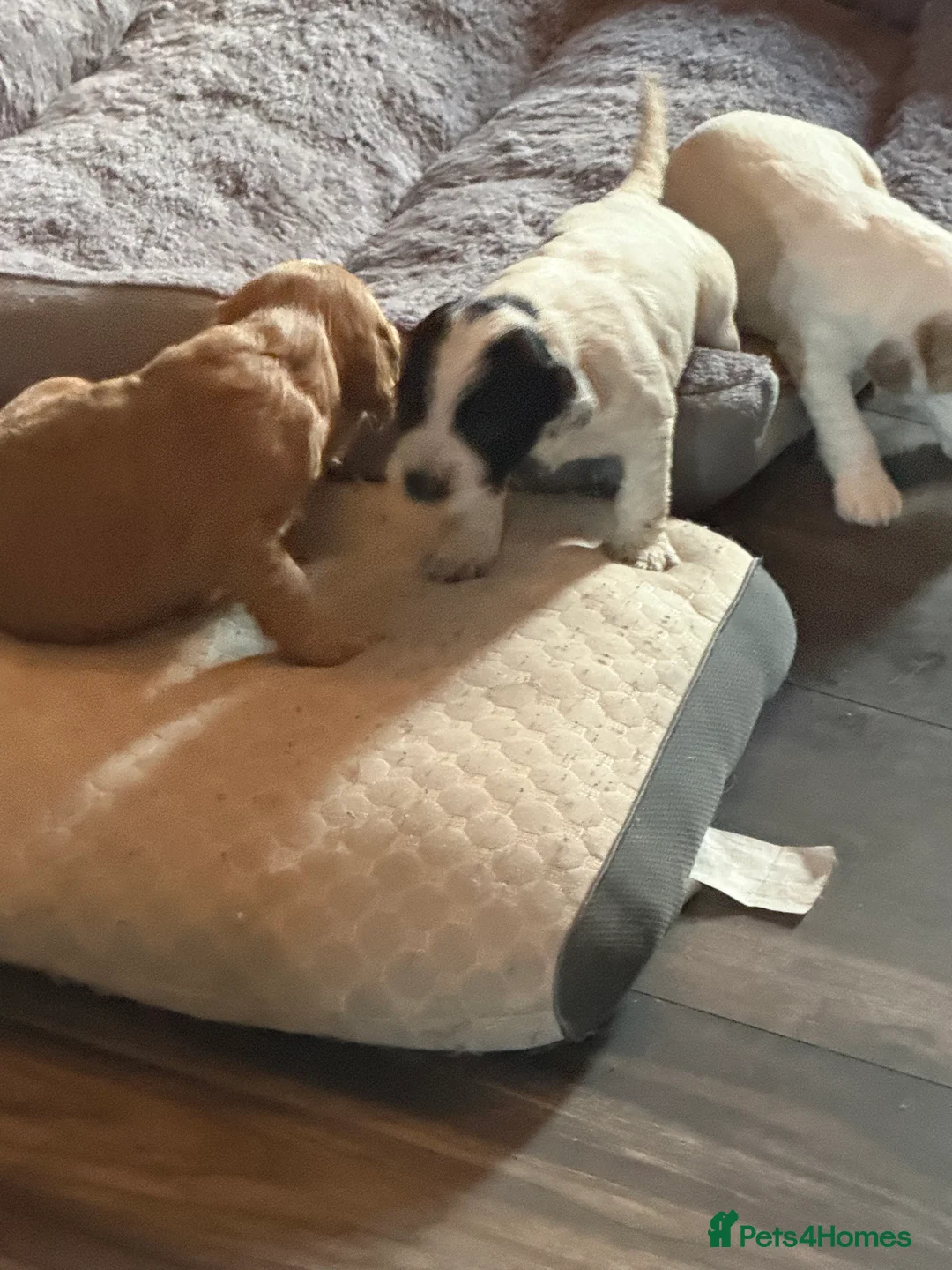 Sprocker dogs for sale: Sproker puppies in Bonnybridge - Advert 2