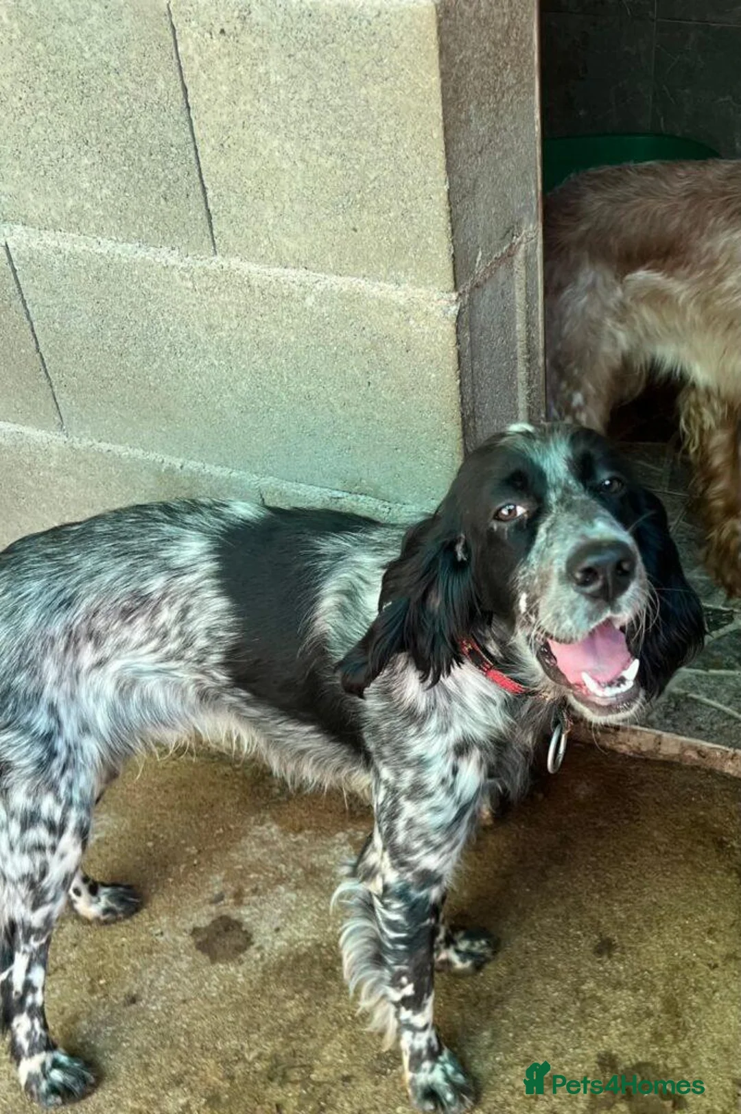 English Setter dogs for adoption: Yak   in Alfreton - Advert 1