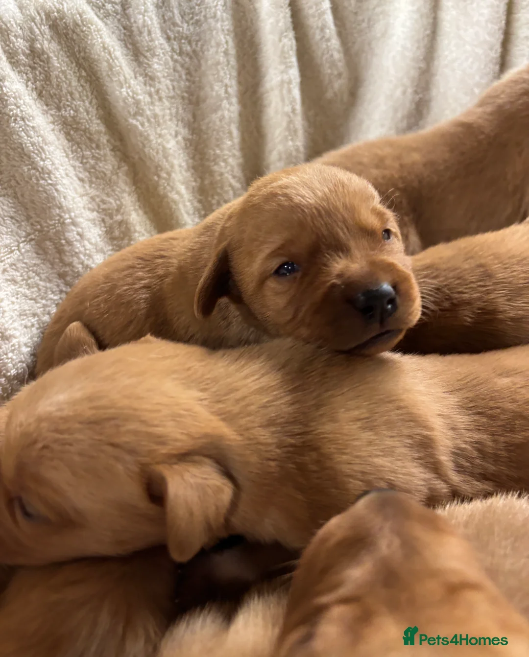 Labrador Retriever dogs for sale: KC Registered Fox Red Labrador Pups - Advert 2