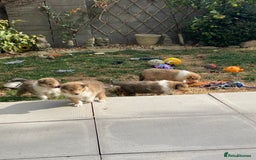 Rough Collie dogs for sale: ROUGH COLLIE  SABLE AND WHITE MALE PUPPIES - Image 17