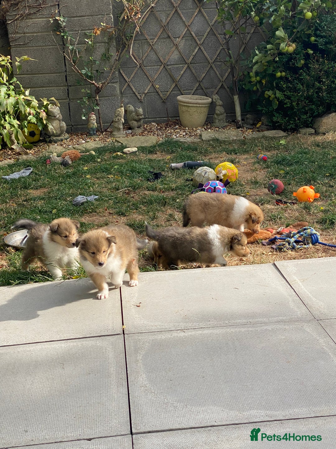 Rough Collie dogs for sale: ROUGH COLLIE  SABLE AND WHITE MALE PUPPIES - Image 17
