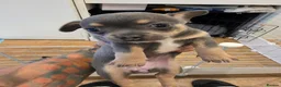 Chihuahua dogs for sale: Chihuahua Blue Tri. 1 Boy 1 Girl   - Advert 32