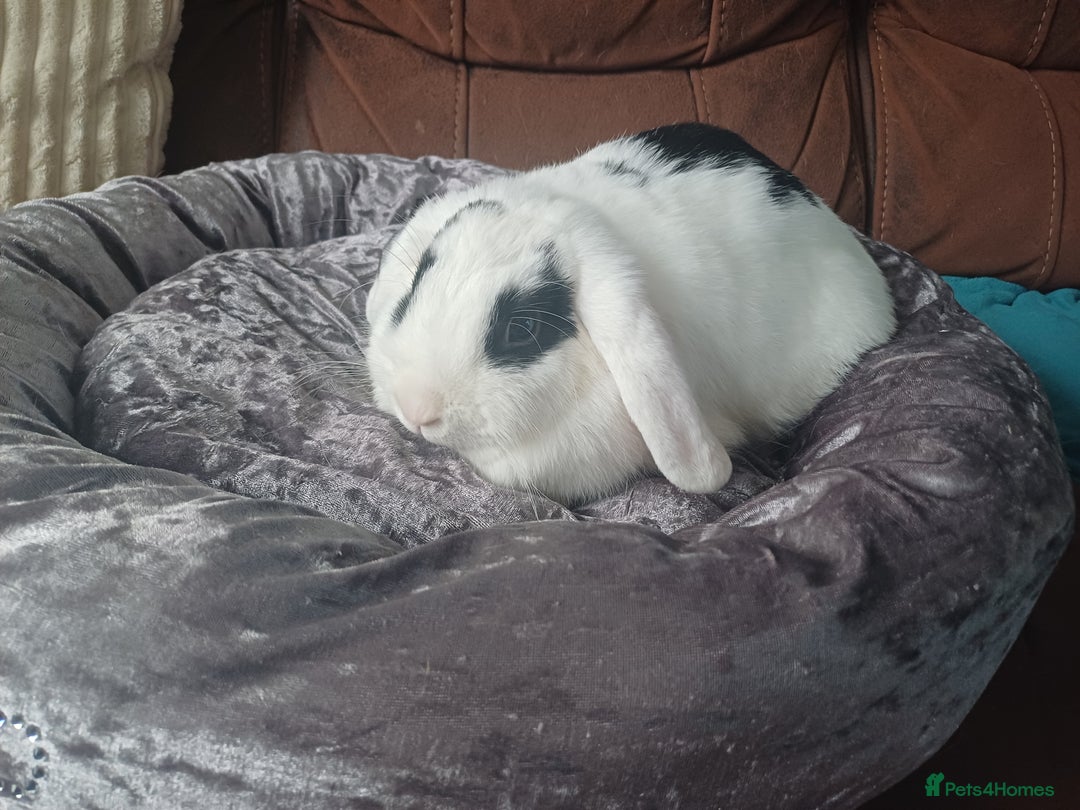 Mixed Breed rabbits for sale: Beautiful rabbit - Image 4