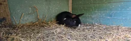 Mixed Breed rabbits for sale: Tiny, very curious. very friendly female rabbit   - Advert 9