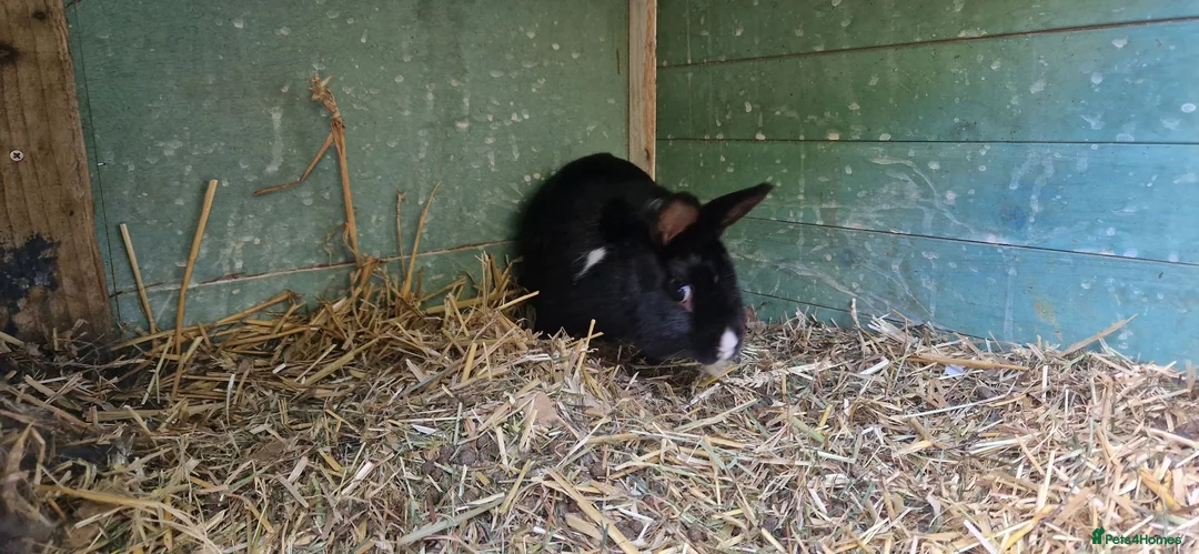 Mixed Breed rabbits for sale: Tiny, very curious. very friendly female rabbit   - Advert 9