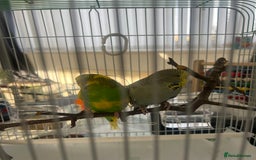 Budgerigars birds for sale: pair of budgies and a cage - Image 6