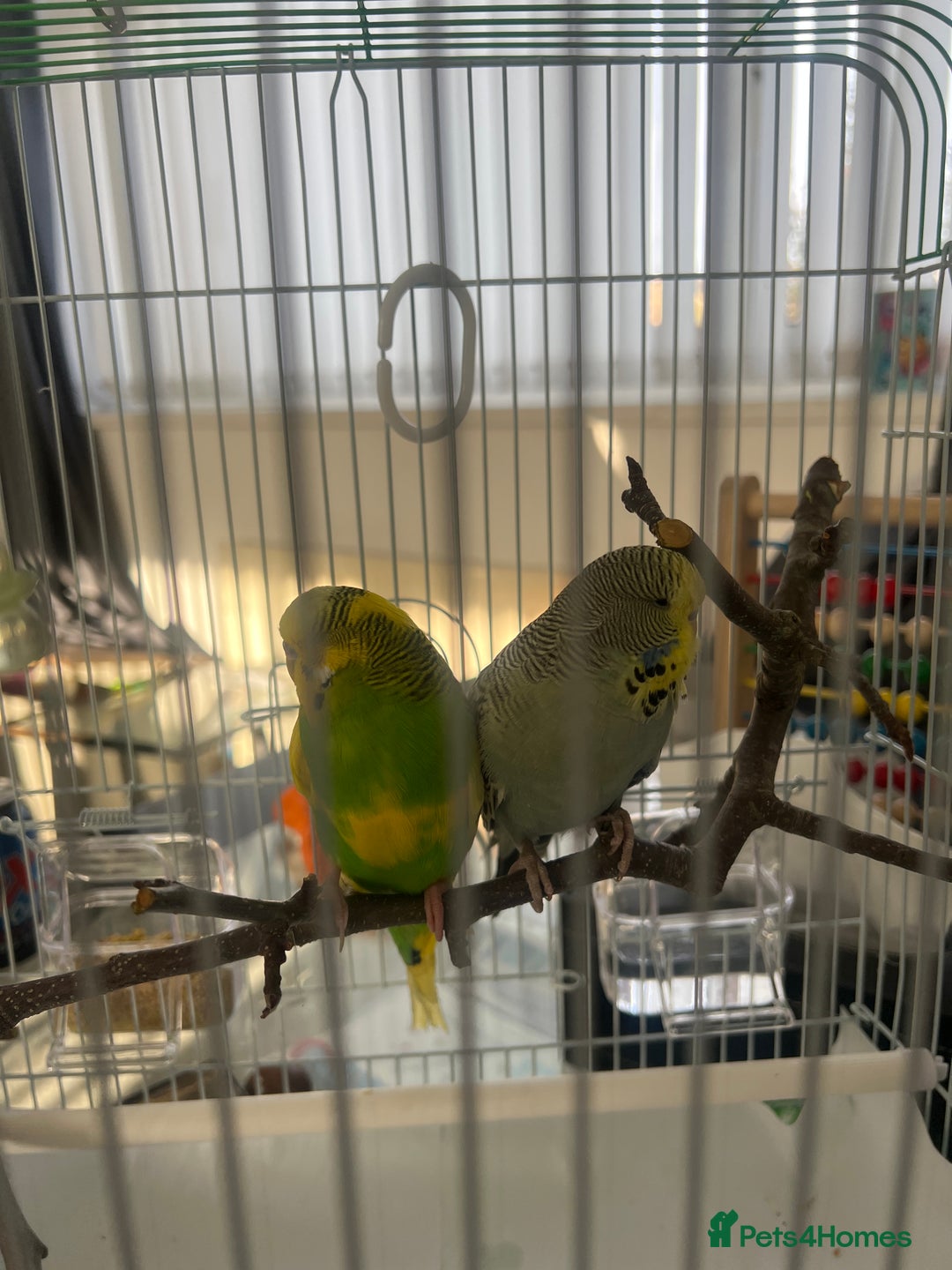 Budgerigars birds for sale: pair of budgies and a cage - Image 6