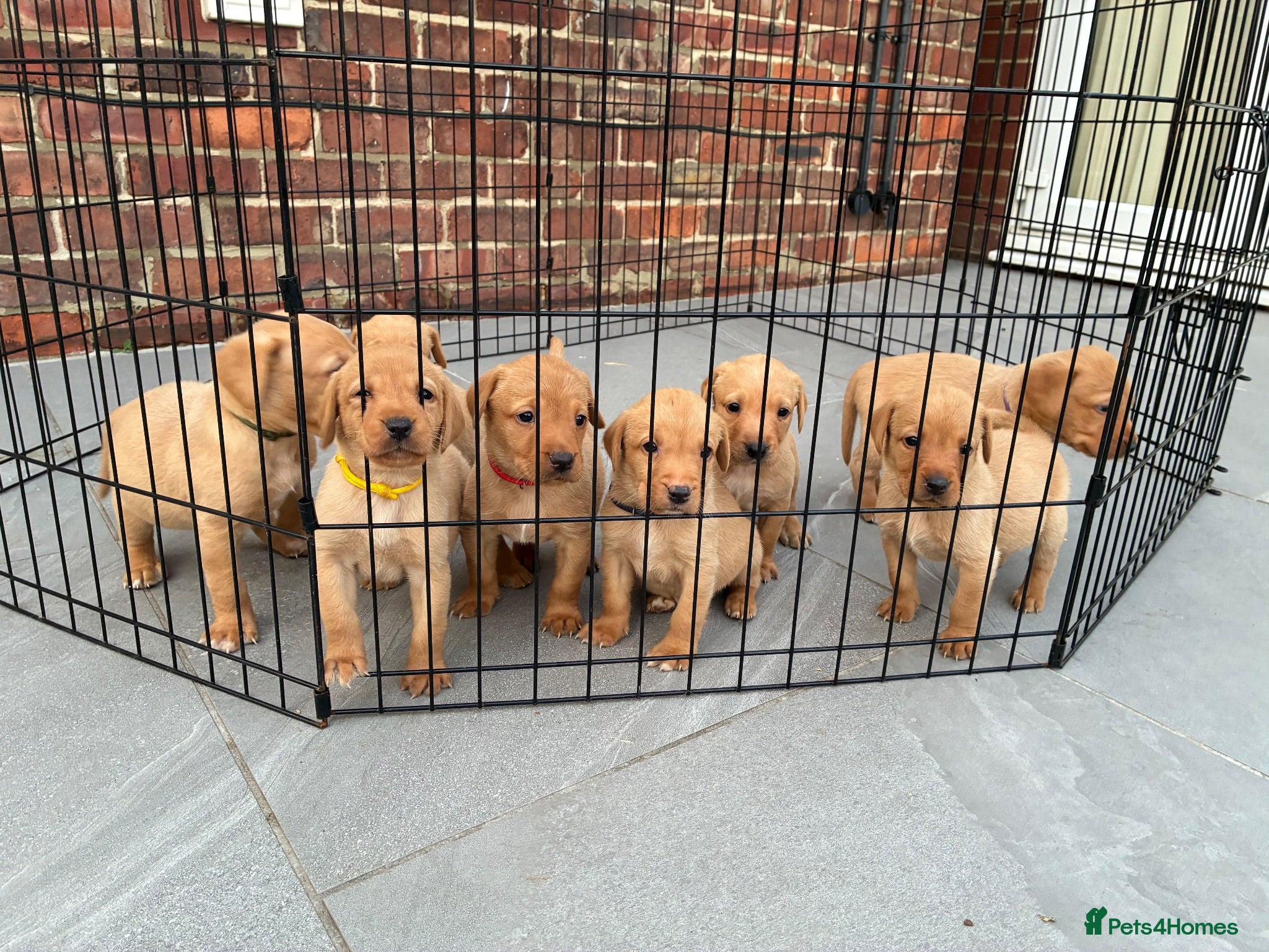 Labrador Retriever dogs KC Registered Fox Red Labrador Puppies - Advert 1