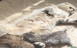 Scottish Fold cats for sale: Scottish Fold kittens -waiting list NOW OPEN! 😻 - Image 4