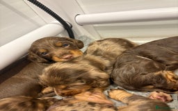 Dachshund dogs for sale: Dachshund puppies for sale  - Image 2
