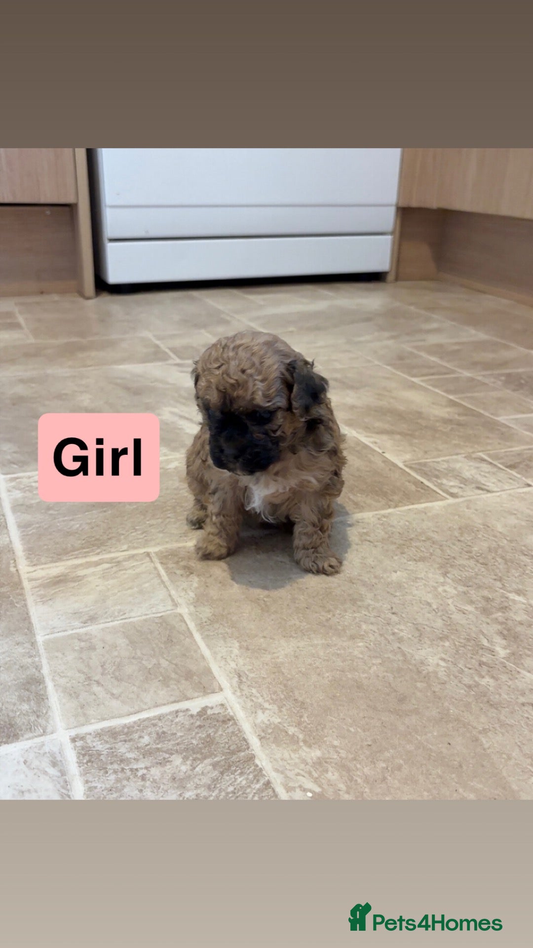 Poochon dogs for sale: Tiny adorable poochon/Dad red toy poodle  - Advert 2