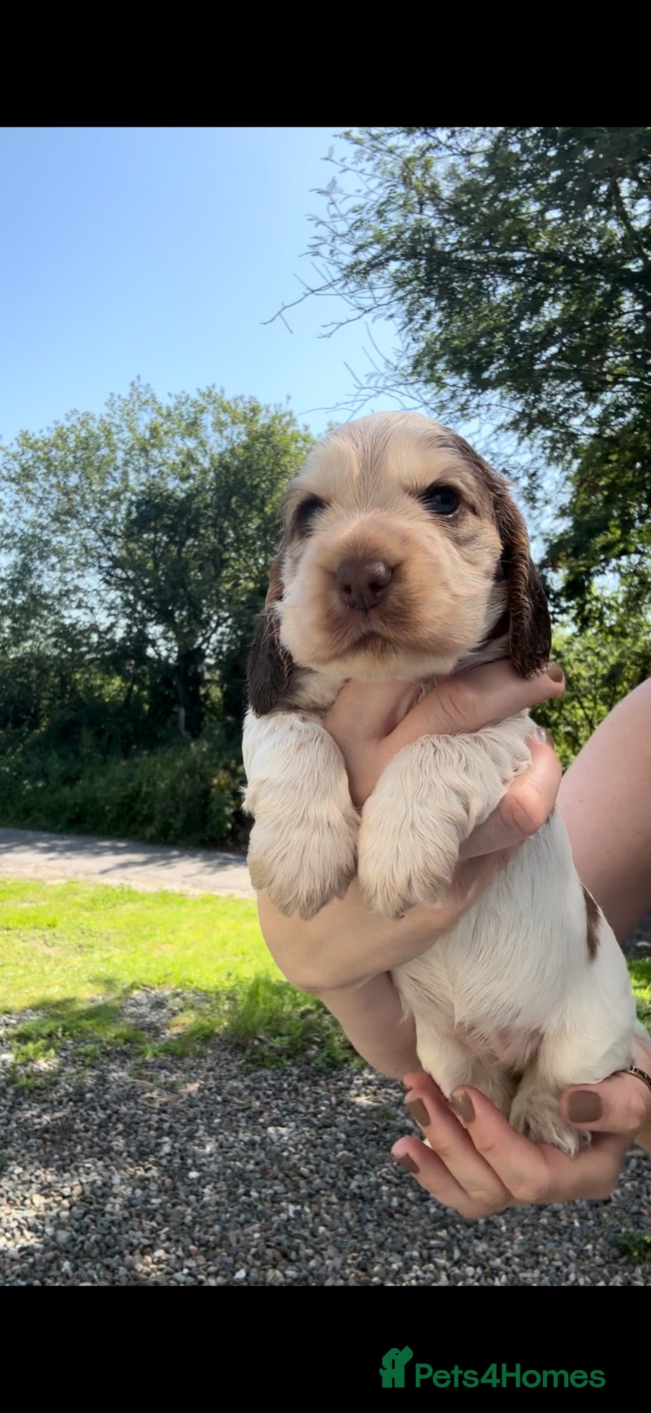 Cocker Spaniel dogs KC Registered Sable Show cocker spaniels  - Advert 2