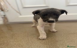 Mixed Breed dogs for sale: Stunning wiggy puppies  - Image 2