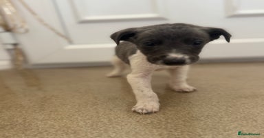 Mixed Breed dogs - Advert 13