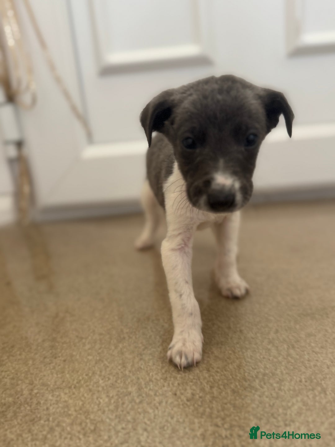 Mixed Breed dogs for sale: Stunning wiggy puppies  - Image 2