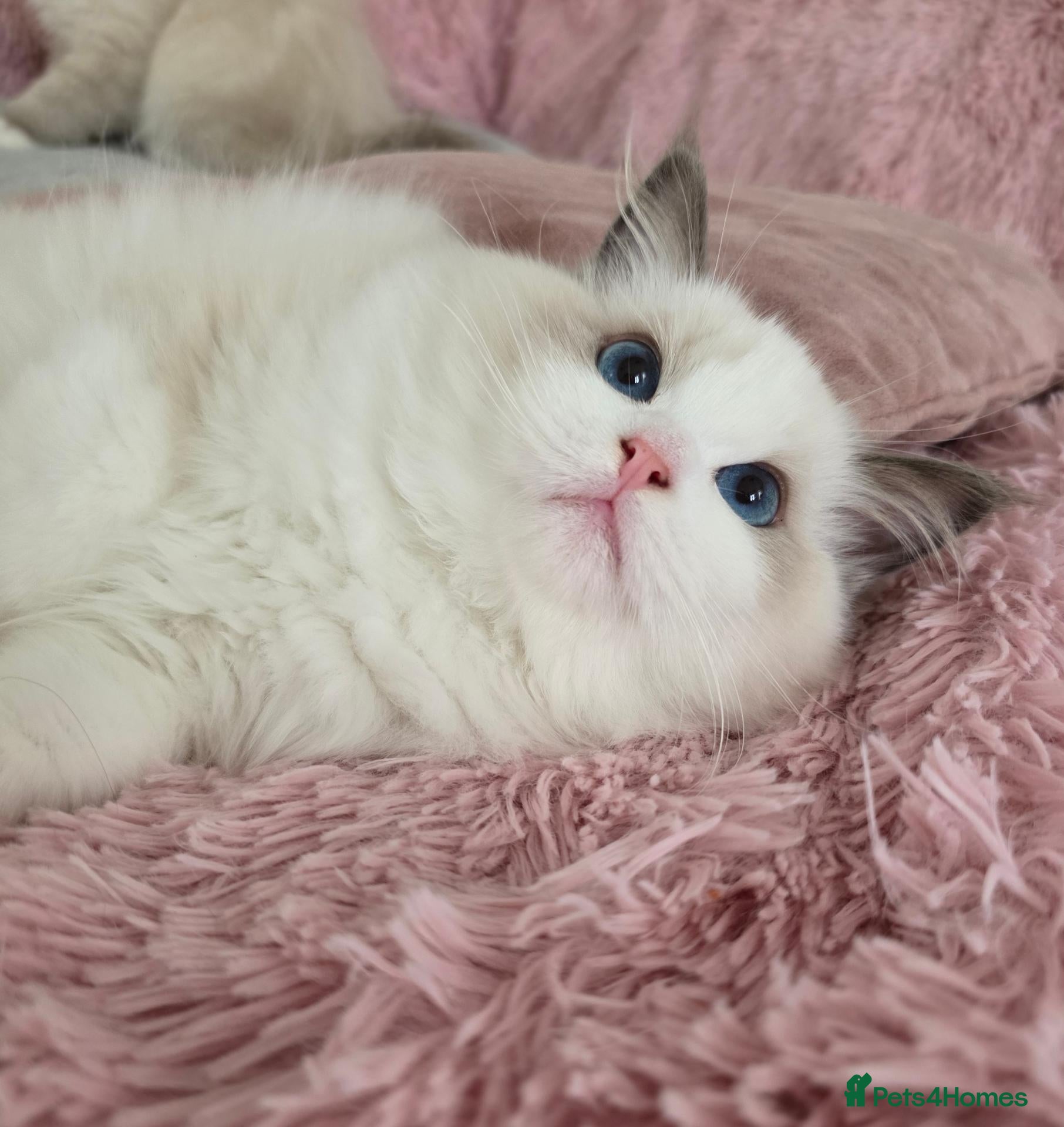 Ragdoll cats 💓please read🩵🏆European Champion lines 💫Tica - Advert 2