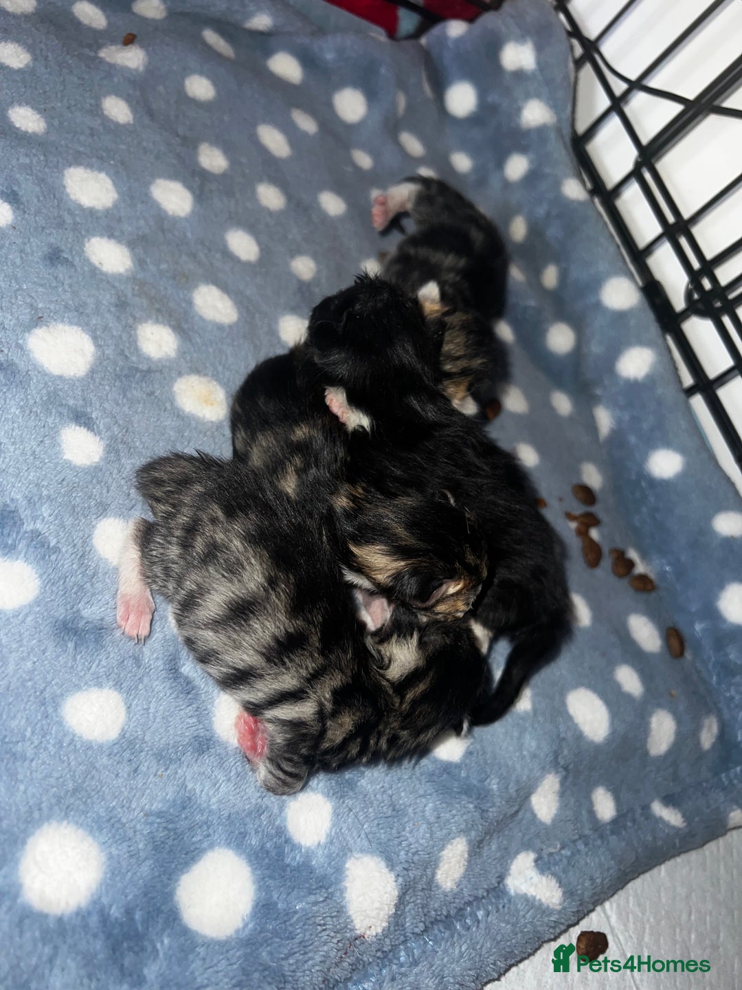 Mixed Breed cats for sale: 4 beautiful kitten mixed  - Advert 6