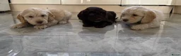 Cockapoo dogs for sale: Cocker poo puppies for sale  in Basildon - Advert 9