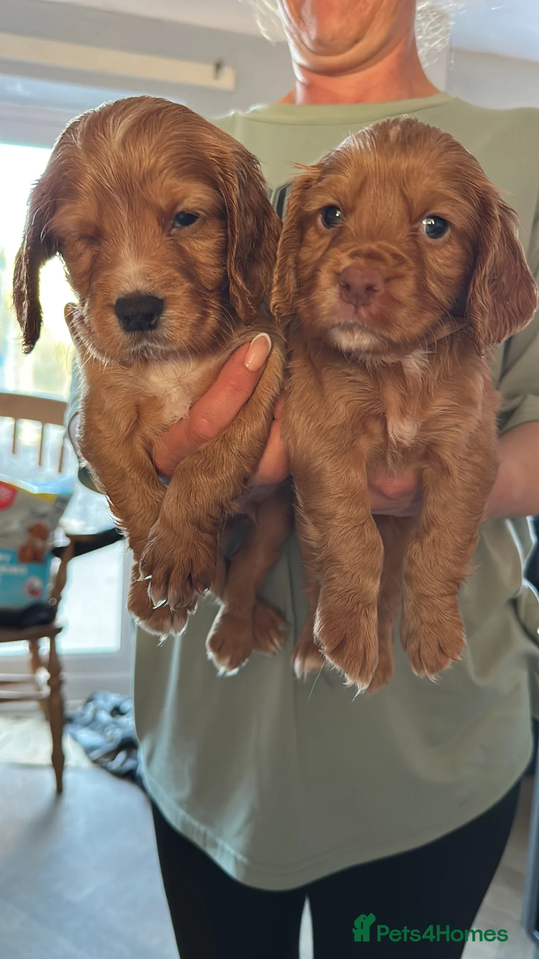 Cocker Spaniel dogs for sale: 2 cocker spaniel dogs - Advert 1