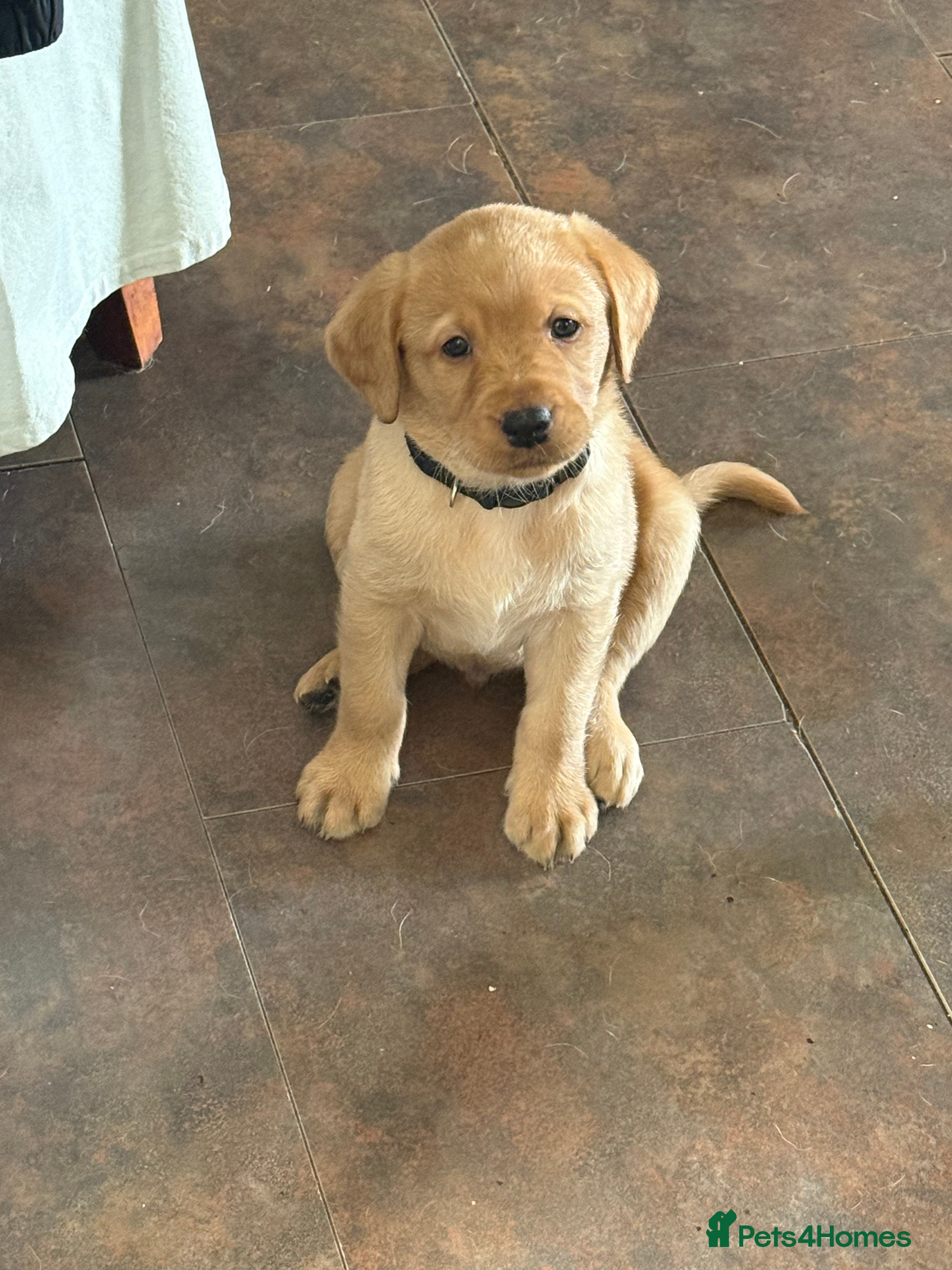 Labrador Retriever dogs Stunning fox red/yellow/white Labrador puppies - Advert 2