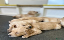 Golden Retriever dogs for sale: Golden retriever puppies for sale  - Image 24