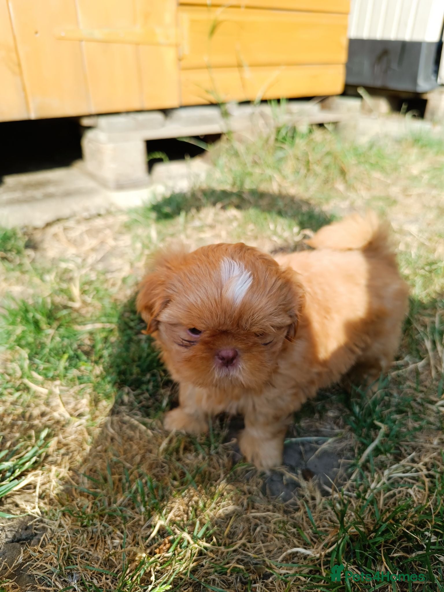 Shih Tzu dogs Imperial shih tzus - Advert 9