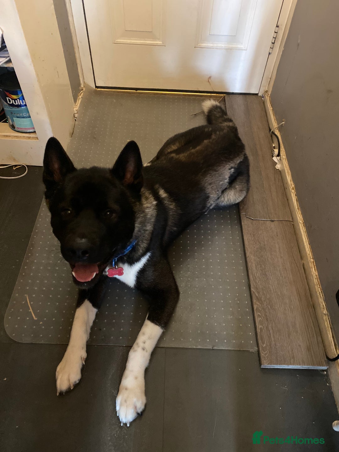 Akita dogs for sale: American Akita  - Image 3