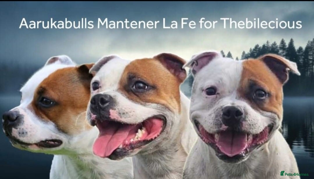 Staffordshire Bull Terrier dogs for sale: Staffordshire bull terrier pups due - Image 9