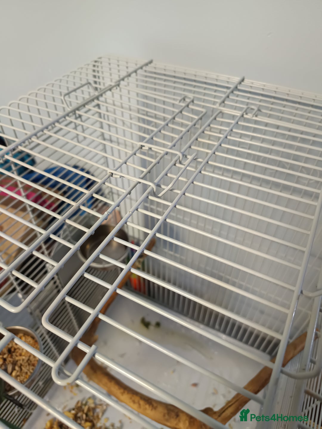 Parakeets birds for sale: Alexandrine Parakeet Baby - Advert 7