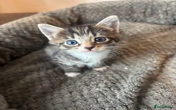 Mixed Breed cats for sale: 4 beautiful tabby kittens for sale  - Image 3