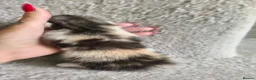 Munchkin cats for sale: Beautiful girls  - Advert 5
