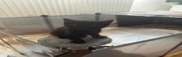 Domestic Shorthair cats for sale: kittens Bourton-on-the-water - Advert 4