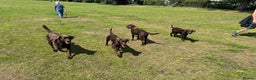 Labrador Retriever dogs for sale: Puppies due between 6-13 February  - Advert 9
