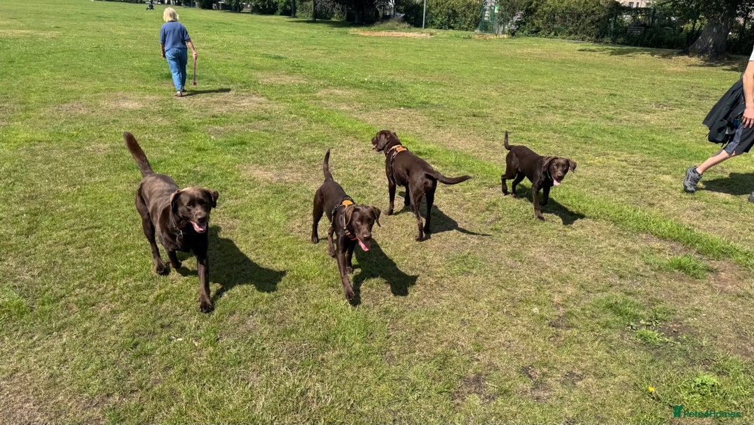 Labrador Retriever dogs for sale: Puppies due between 6-13 February  - Advert 9