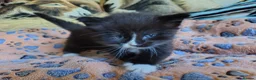 Norwegian Forest Cat cats for sale: Beautiful Pedigree Norwegian Forest kittenss in Durham - Advert 2