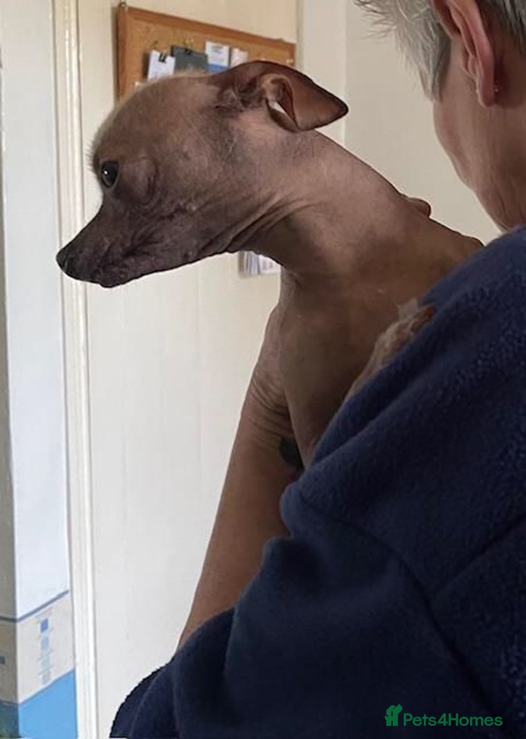 Chinese Crested dogs for sale: Kind home for Mini Chinese Crested Boy - Advert 8