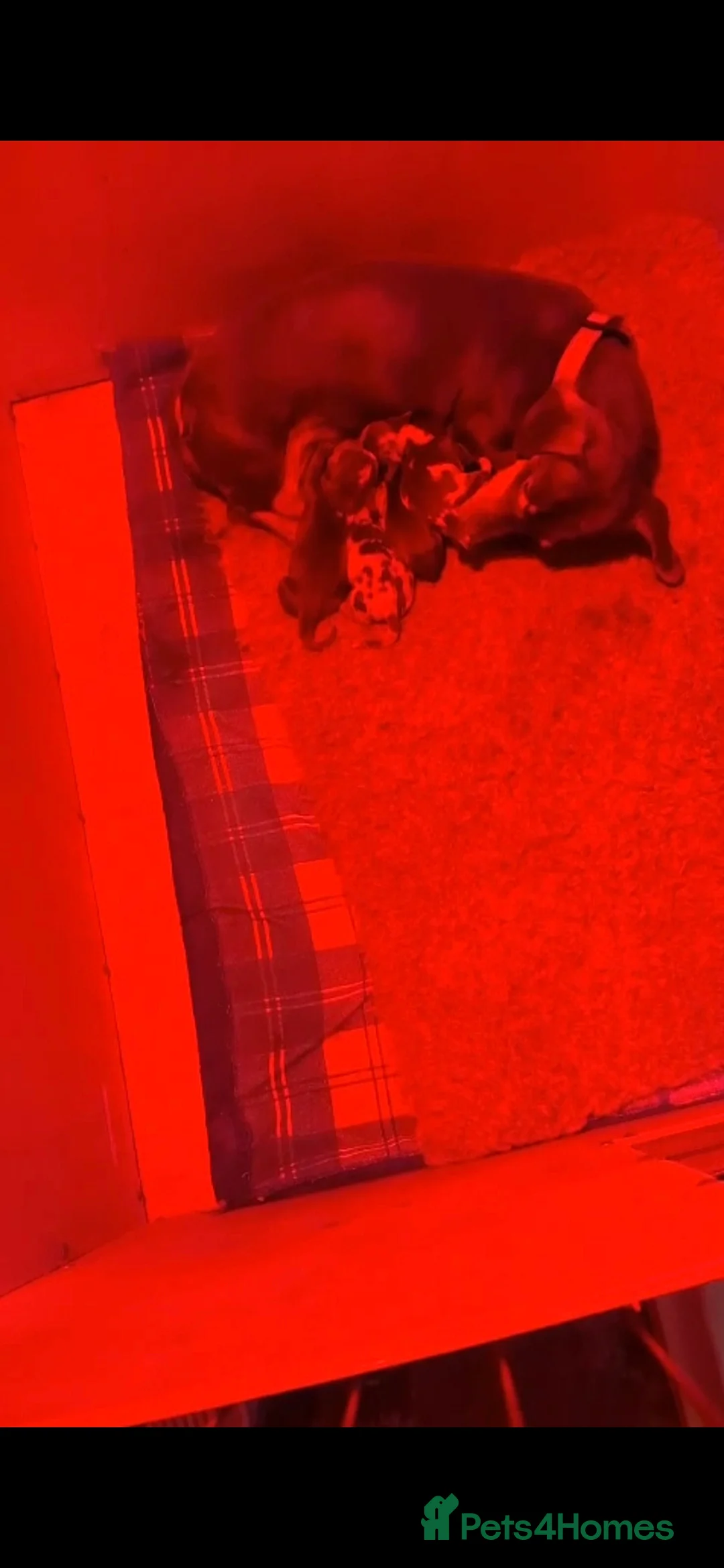 Miniature Dachshund dogs for sale: Miniature Dachshund smooth pups for sale ready now - Advert 12