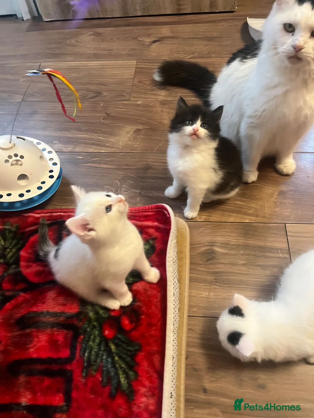 Mixed Breed cats for sale: kittens  in Hull - Advert 5