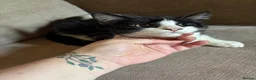 British Longhair cats for sale: Urgent re homing  in Stoke-on-Trent - Advert 5