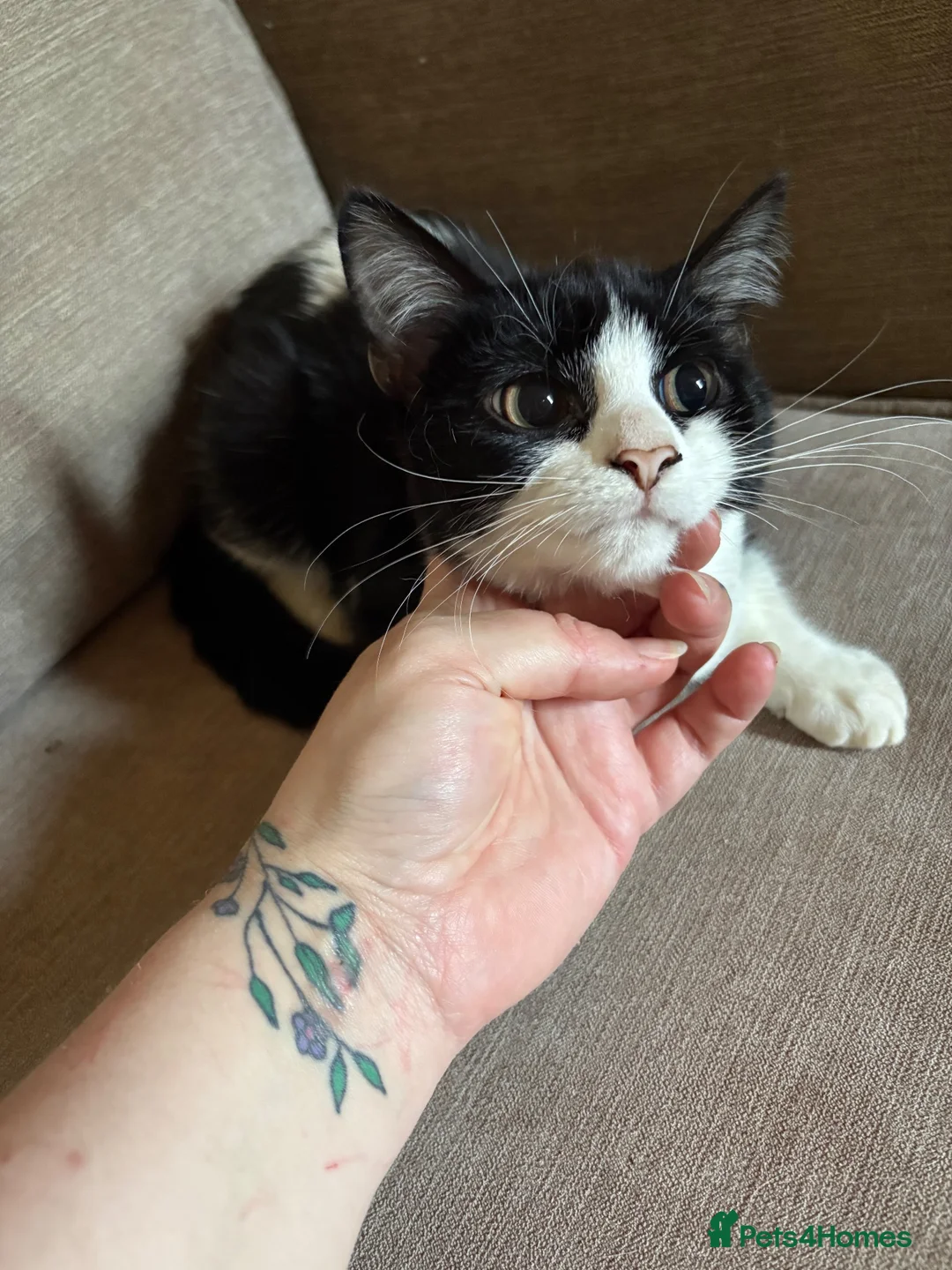 British Longhair cats for sale: Urgent re homing  in Stoke-on-Trent - Advert 5