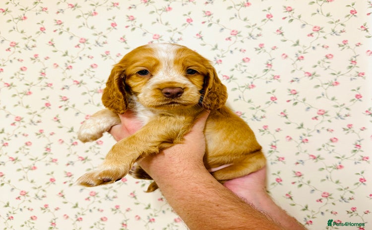Cocker Spaniel dogs - Advert 12