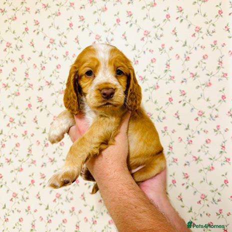Cocker Spaniel dogs - Advert 2