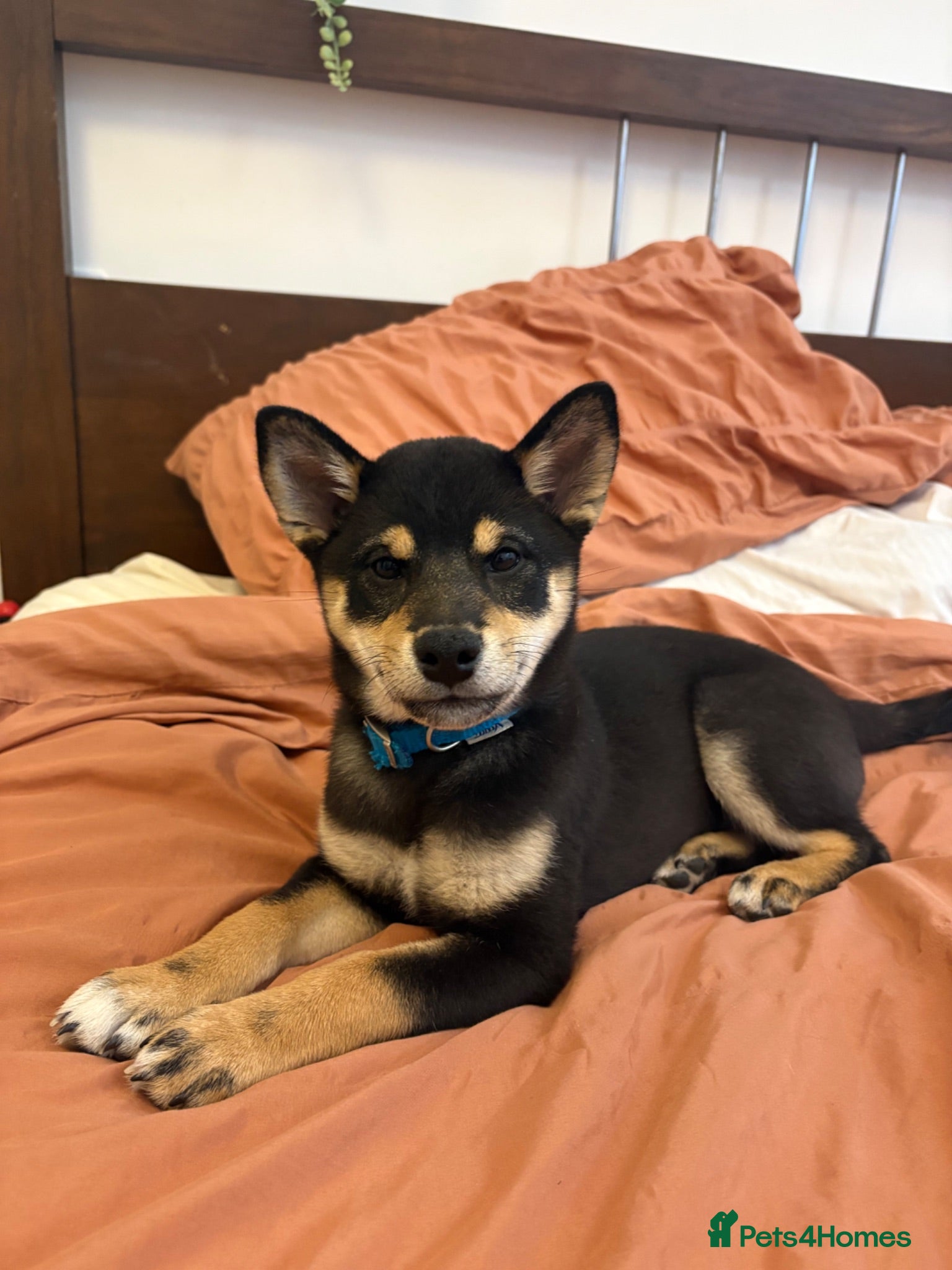 Japanese Shiba Inu dogs ONE REMAINING Shiba Inu puppy  - Advert 4