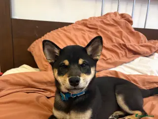 Japanese Shiba Inu dogs ONE REMAINING Shiba Inu puppy - Advert 4