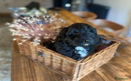 Cockapoo dogs for sale: ✨ Gorgeous Cockapoo Puppies ✨ - Image 5