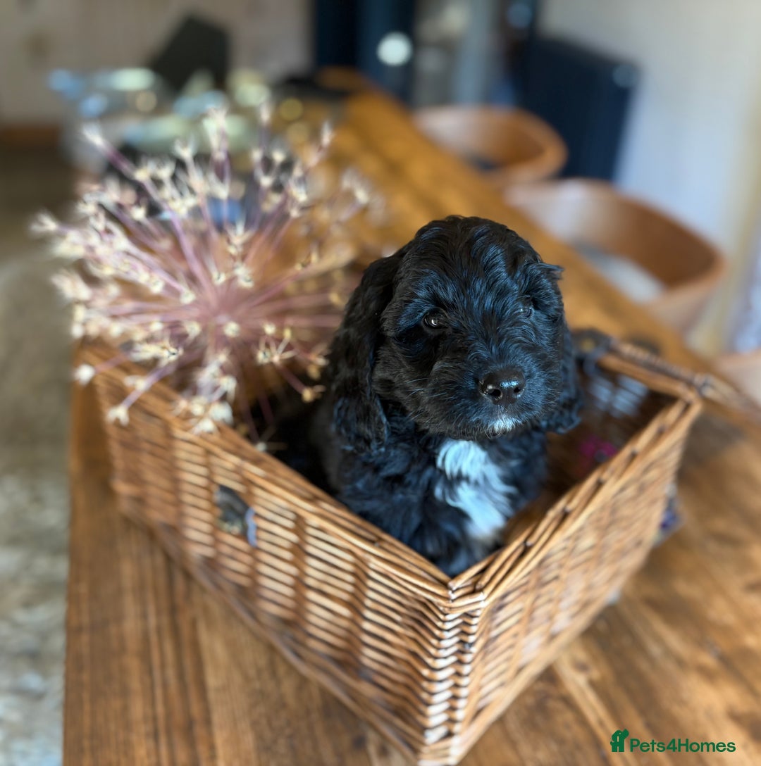 Cockapoo dogs for sale: ✨ Gorgeous Cockapoo Puppies ✨ - Image 5